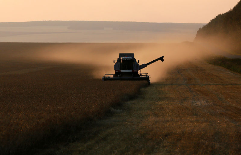 © Reuters. Комбайн убирает урожай пшеницы в поле вблизи села Легостаево Красноярского края