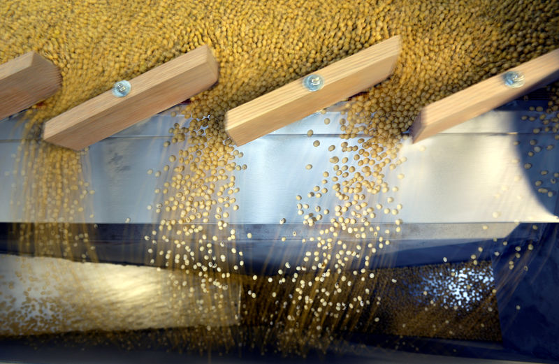 © Reuters. FILE PHOTO: Soybeans being sorted according to their weight and density on a gravity sorter machine at a facility in Fargo