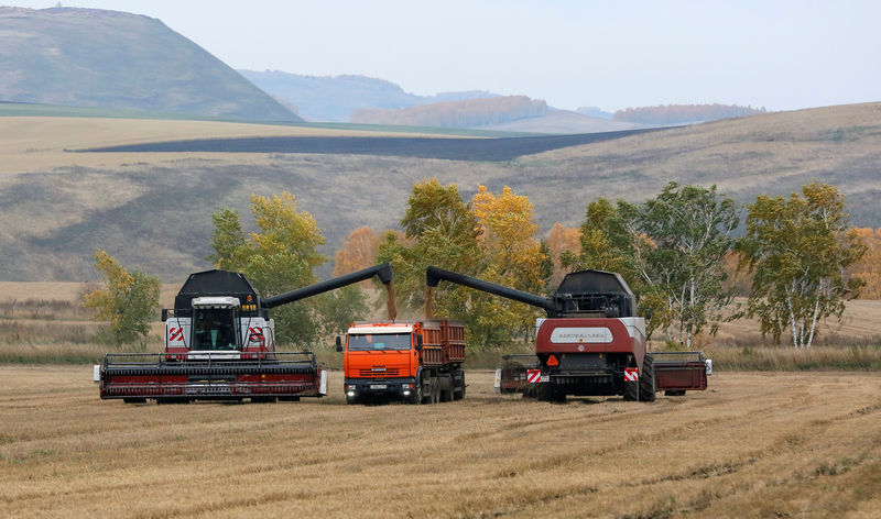 © Reuters. Комбайны убирают пшеницу в Красноярском крае