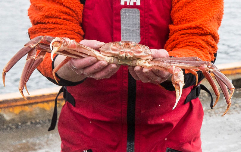 © Reuters. FILE PHOTO: A fisherman holds a snow crab in Kjoellefjord