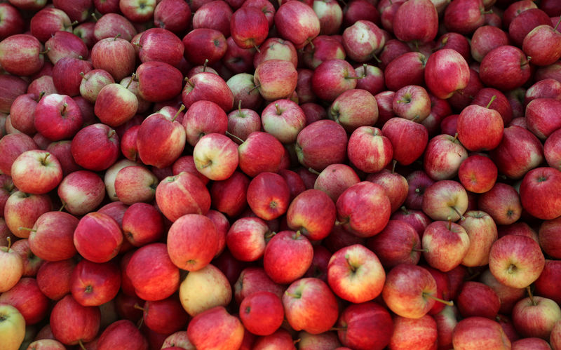 © Reuters. FILE PHOTO: Picked apples are seen at Stocks Farm in Suckley