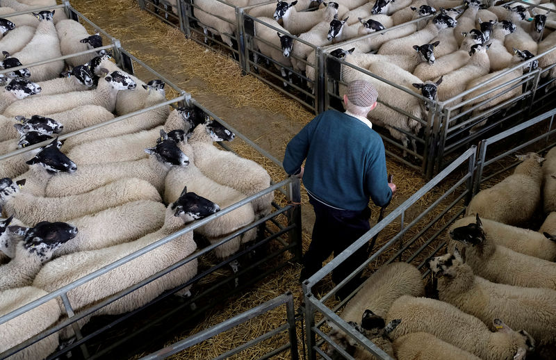 © Reuters. FILE PHOTO: A farmer wearing a flat cap attends sheep sales at the livestock market in Melton Mowbray