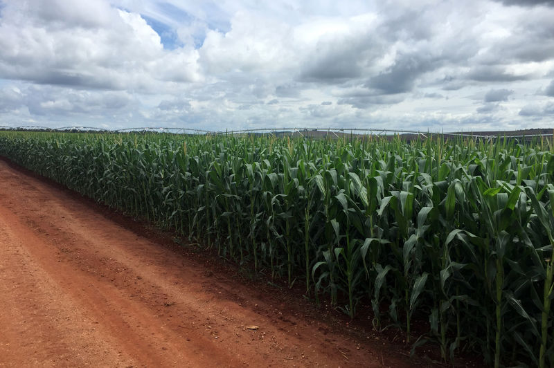 © Reuters. Plantação de milho na fazenda Cercado Grande, SP