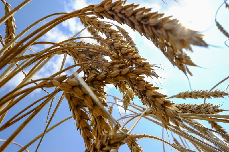 © Reuters. Пшеница в поле в окрестностях города Николаев на юге Украины