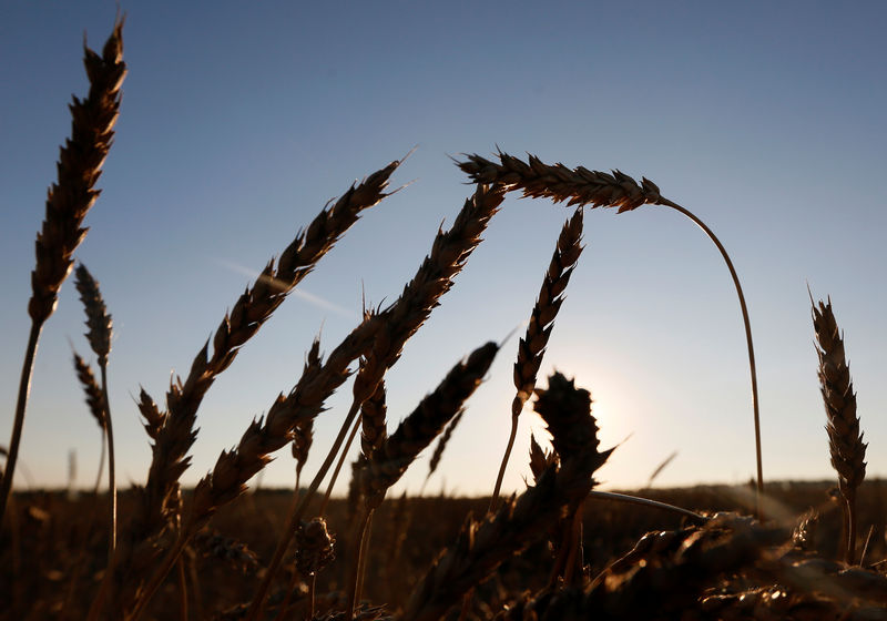 © Reuters. Колосья пшеницы в поле вблизи поселка Тальники Красноярского края