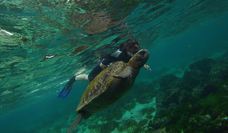 © Reuters. A turtle swims next to a tourist in San Cristobal Island at Galapagos Marine Reserve