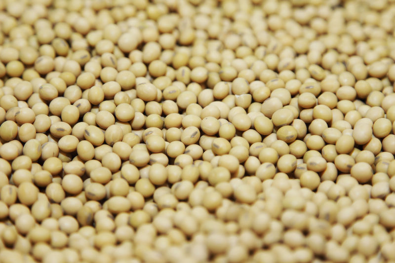 © Reuters. A bushel of soybeans are shown on display in the Monsanto research facility in Creve Coeur