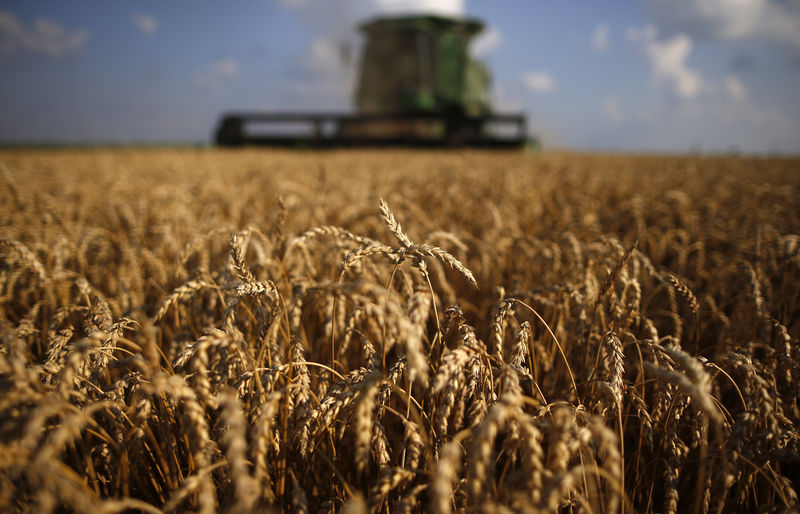 © Reuters. A combine drives through a field of soft red winter wheat during the harvest on a farm in Dixon, Illinois