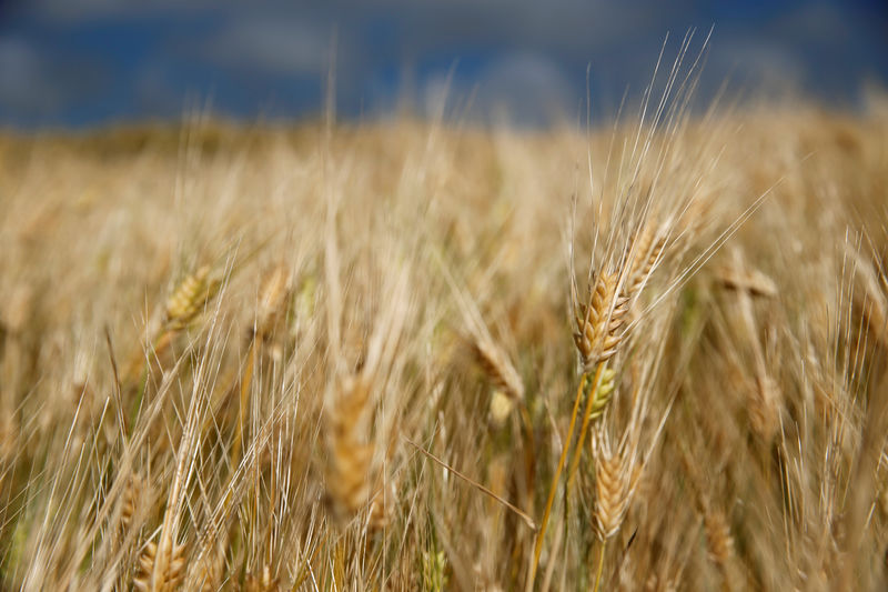 © Reuters. FILE PHOTO: Barley fields are seen after weeks of hot and dry weather in Dannes near Boulogne-sur-Mer