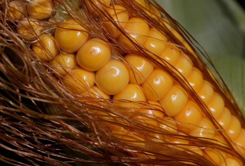 © Reuters. FILE PHOTO: Kernels of corn are seen on a cob in a field in Kienheim