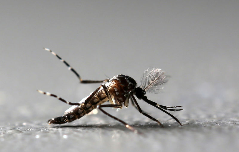 © Reuters. Imagen de archivo ilustrativa de un mosquito Aedes aegypti macho genéticamente modificado en la fábrica Oxitec en Piracicaba