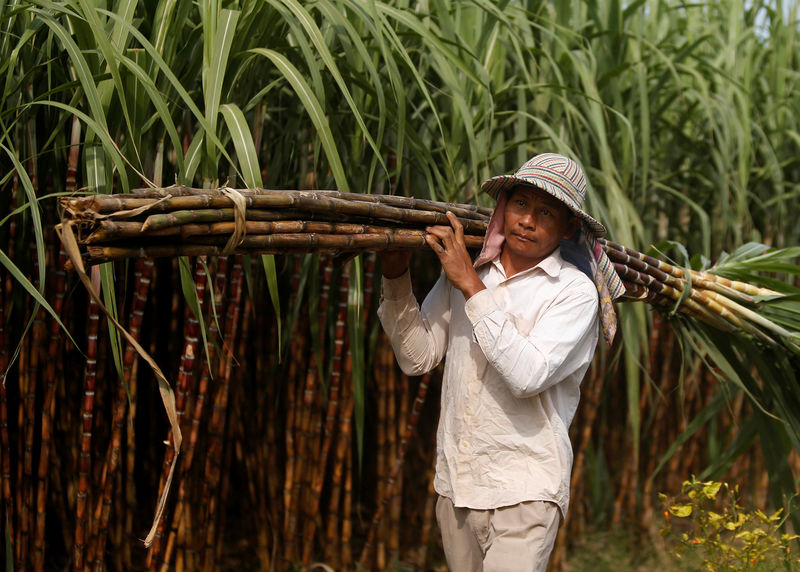 © Reuters. Safra de cana-de-açúcar em Kandal, no Camboja