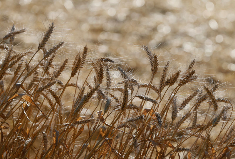 © Reuters. Колосья пшеницы в поле вблизи поселка Жовтневое Киевской области