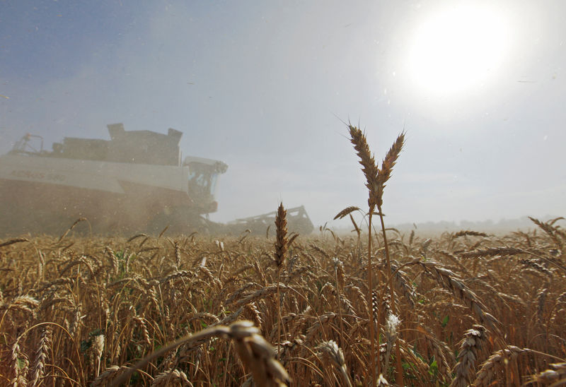 © Reuters. Комбайн убирает урожай пшеницы в поле на хуторе Средний Ставропольского края