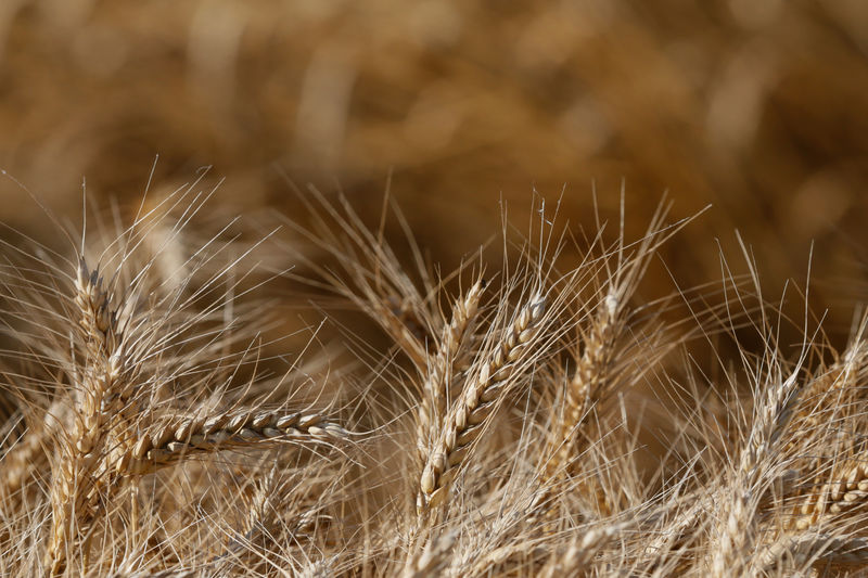 © Reuters. Пшеница в поле в Киевской области