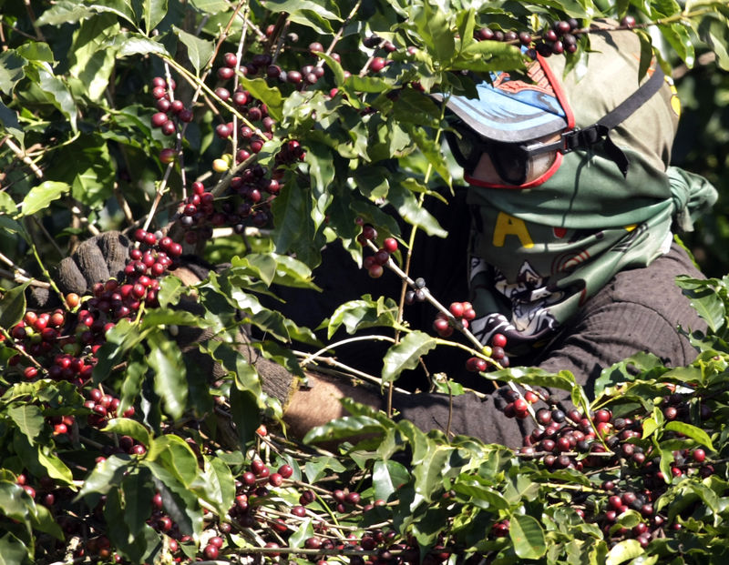 © Reuters. Trabalhador seleciona grãos de café arábica em Alfenas, sul de MG