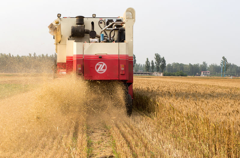 © Reuters. Combine harvester harvests wheat on a field in Baoding