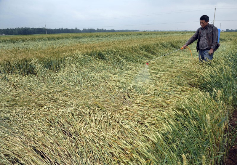 © Reuters. Agricultor pulveriza plantação de trigo em Zaozhuang, China