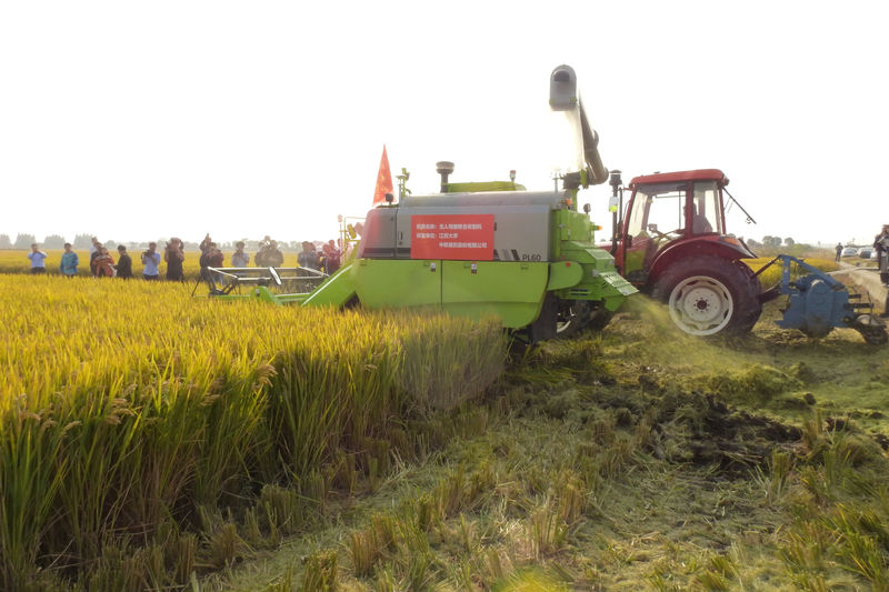 © Reuters. An automated combine harvester harvests rice next to a tractor during a trial on a field in Xinghua