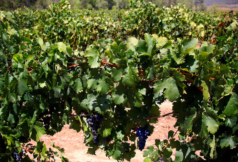 © Reuters. FILE PHOTO: Shiraz grapes can be seen on vines in the Hunter Valley, located north of Sydney