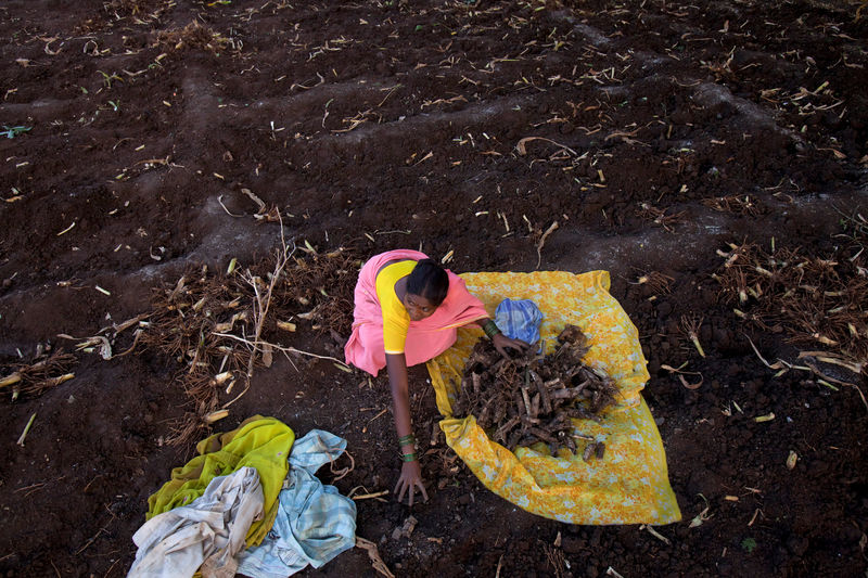 © Reuters. FILE PHOTO: A woman collects turmeric roots in a field outside Sangli