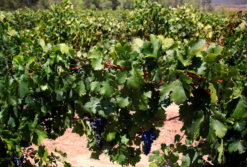 © Reuters. FOTO DE ARCHIVO: Uvas Shiraz en viñedos de Hunter Valley, ubicado al norte de Sídney