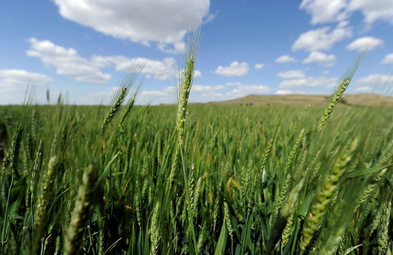 © Reuters. Plantação de trigo em Junction City, Kansas, EUA