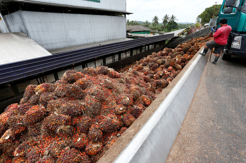 © Reuters. FILE PHOTO:  A worker unloads palm oil fruit bunches from a lorry inside a palm oil mill in Bahau, Negeri Sembilan