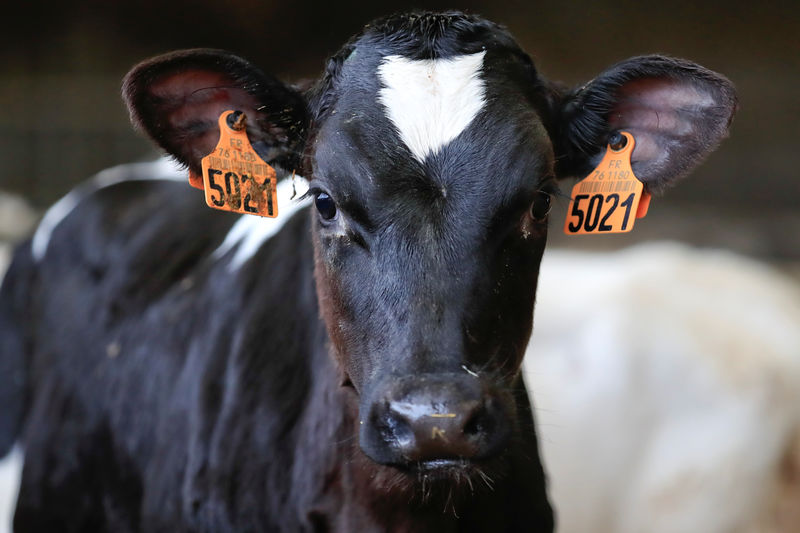 © Reuters. A dairy cow is seen at the French non-pasteurized Camembert cheese farm ''Le 5 Freres de Bermonville", in Bermonville