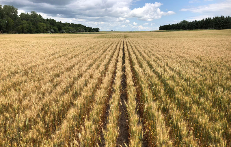 © Reuters. Spring wheat field in north-central North Dakota