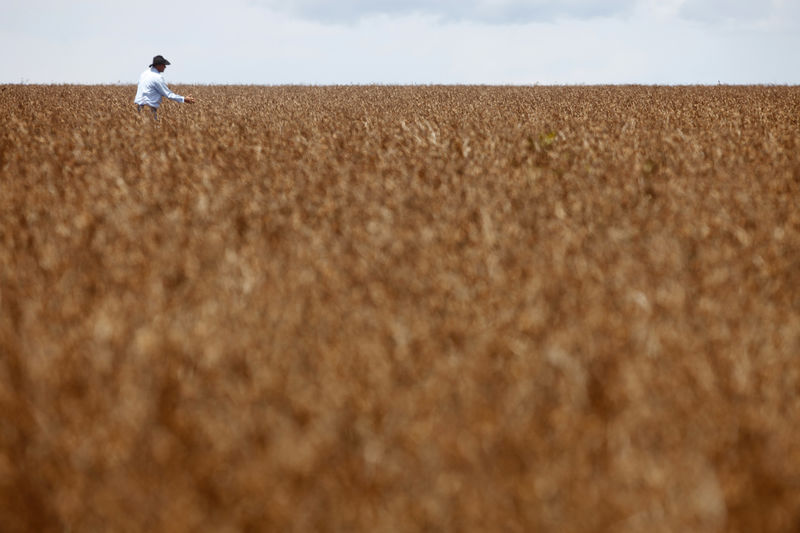 © Reuters. Plantação de soja em Cuiabá