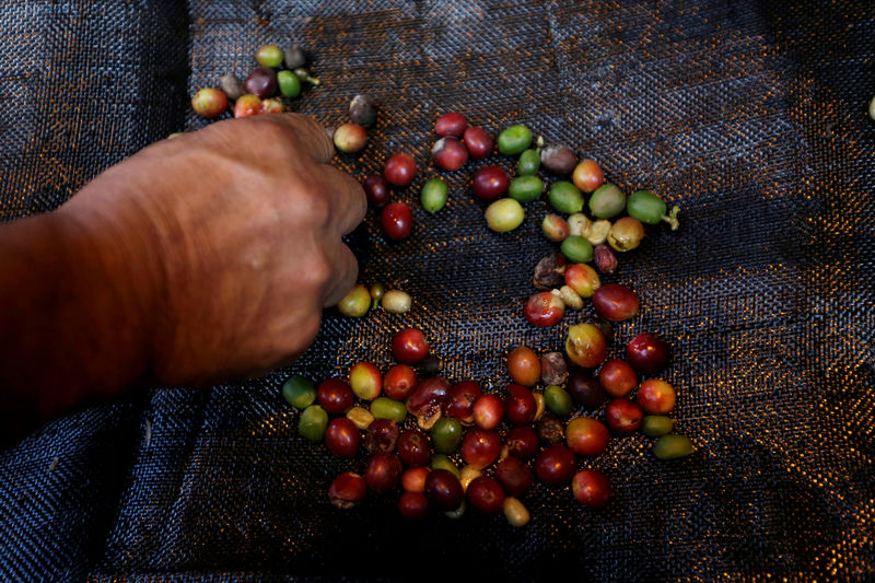 © Reuters. FILE PHOTO: A coffee grower selects coffee fruits on a canvas in Chinchina