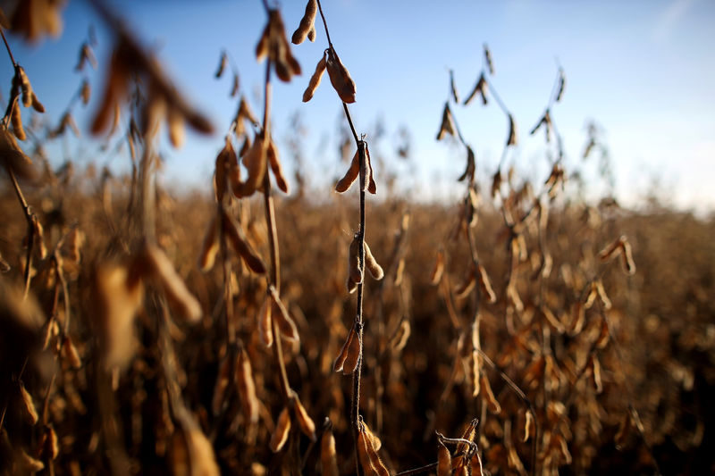 © Reuters. FILE PHOTO: Soy plants are seen at a farm in Carlos Casares