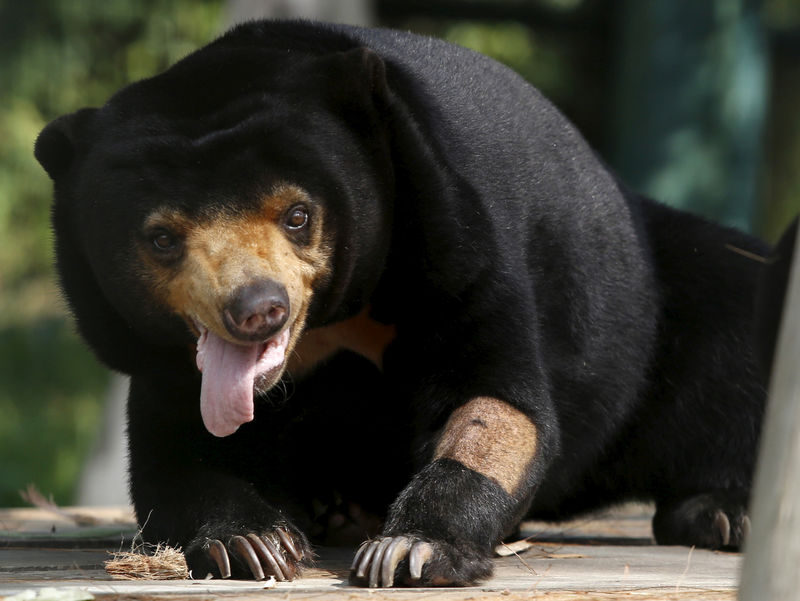 © Reuters. FILE PHOTO: A sun bear is seen inside a semi-natural enclosure at a bear rescue center in Tam Dao National Park in Vietnam