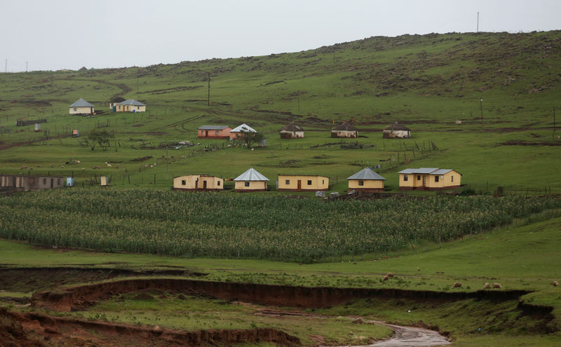 © Reuters. A maize garden is seen below houses at a village near Mthatha
