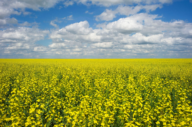 © Reuters. FILE PHOTO: A canola crop used for making cooking oil sits in full bloom near Fort Macleod