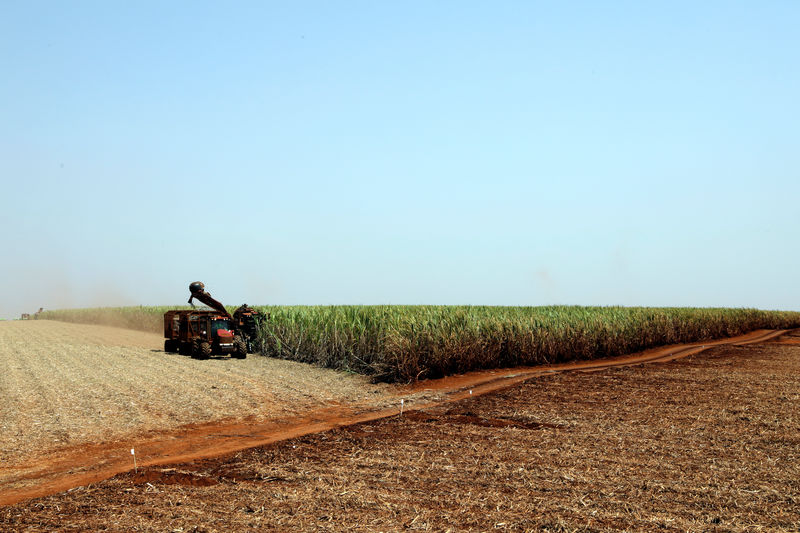 © Reuters. A combine harvester cuts sugar cane in a field at the Sao Martinho sugar mill in Pradopolis