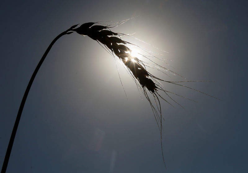 © Reuters. Колос пшеницы в поле в Киевской области