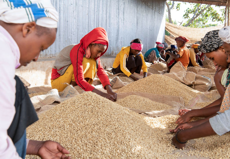 © Reuters. Mulheres trabalham na colheita de café em Sidama, Etiópia