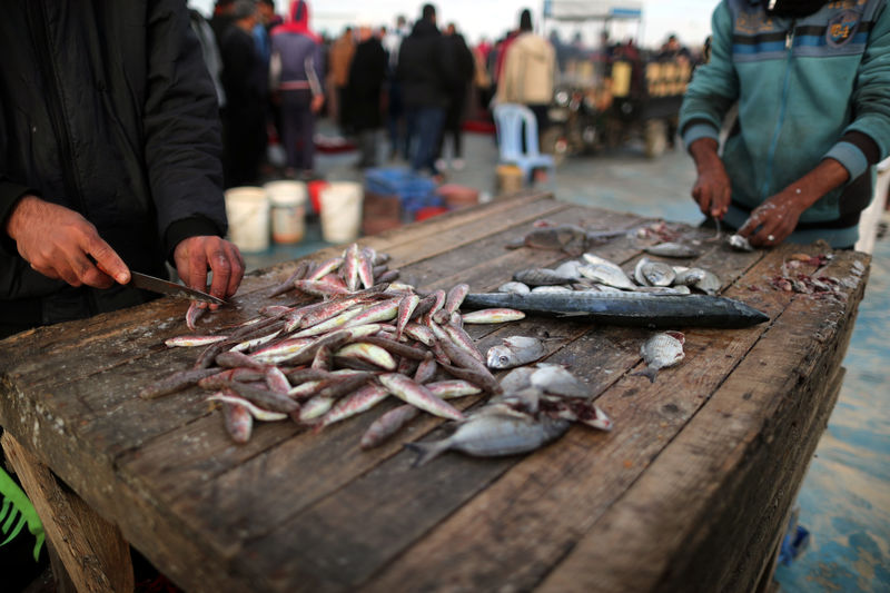 © Reuters. فلسطينيون يأملون في صيد أسماك جديدة بعد فتح إسرائيل مياها أعمق أمامهم