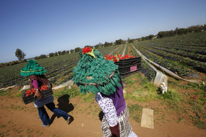 © Reuters. مندوبية التخطيط: تباطؤ نمو اقتصاد المغرب إلى 2.3% في الربع/1