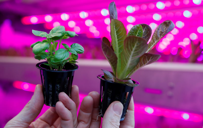 © Reuters. IKEA to test container farming technologyas part of their sustainability initiative "One Home, One Planet\\