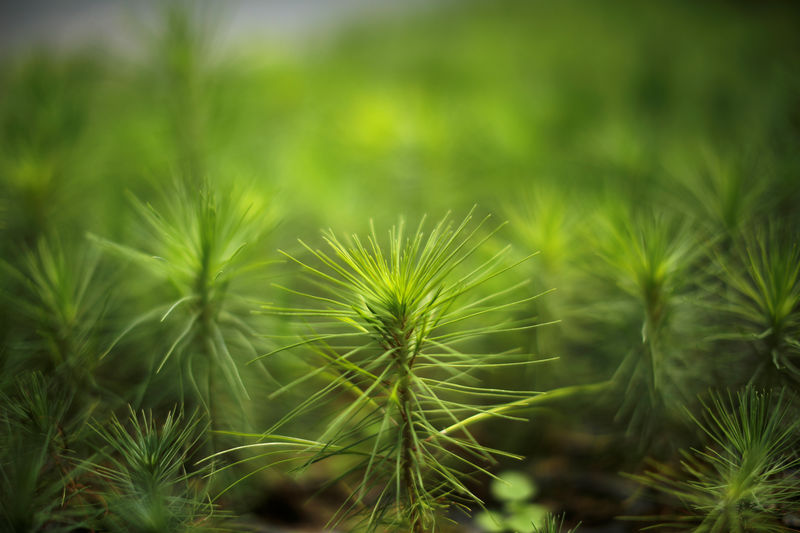 © Reuters. Young seedlings of pine are pictured at a greenhouse as part of a farming program backed by U.S. Aid, in the small village of Xecachelaj