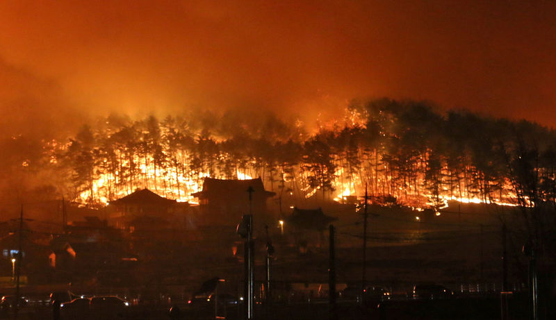 © Reuters. بدء جهود لاحتواء حرائق الغابات في كوريا الجنوبية وإجلاء الآلاف