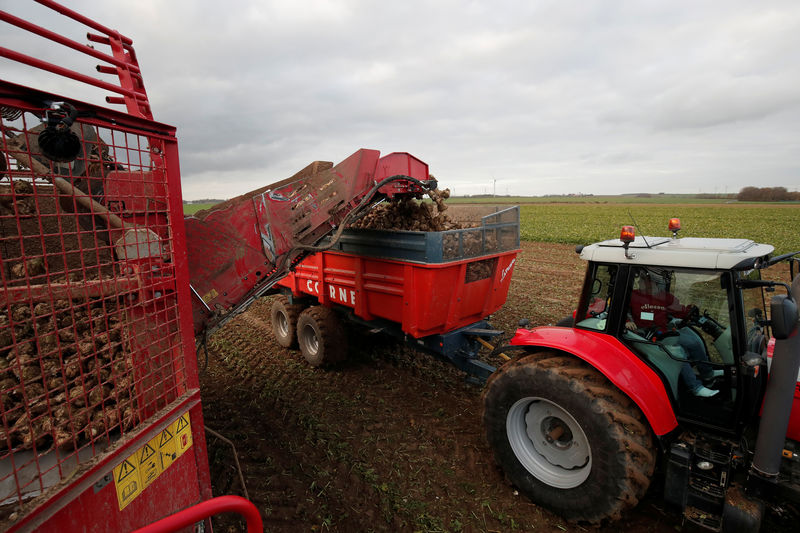 © Reuters. A farmer harvests a sugar beet field in Puits-la-Vallee