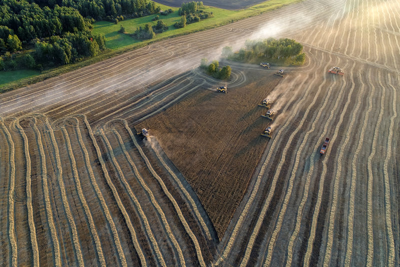 © Reuters. Комбайны убирают урожай пшеницы в поле вблизи поселка Тальники Красноярского края