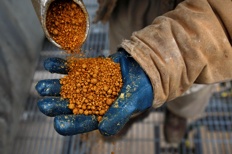 © Reuters. FILE PHOTO: A process operator holds a handful of dried distillers grains, a protein animal feed that can be fed to livestock, at the GreenField Ethanol plant in Chatham