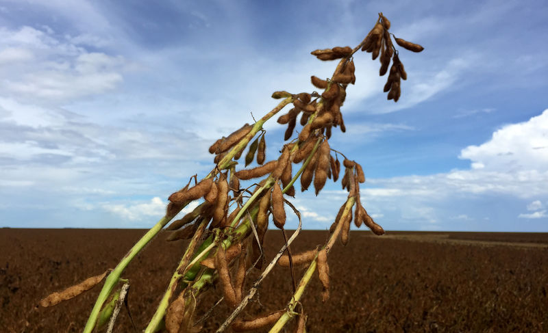 © Reuters. Plantação de soja em uma fazenda em São Desidério, Bahia. REUTERS/Roberto Samora