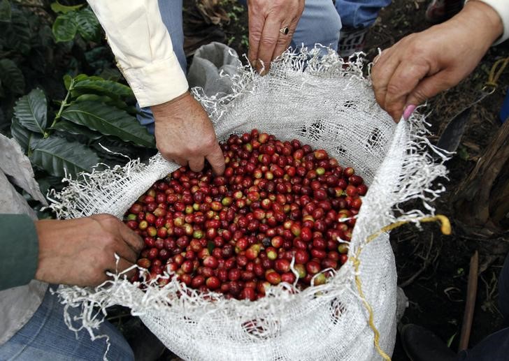 © Reuters. Agricultores inspecionam grãos de café arábica em Viota, Colômbia