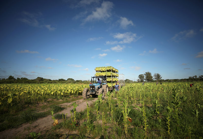 © Reuters. Workers harvest  tobacco at a farm outside Harare